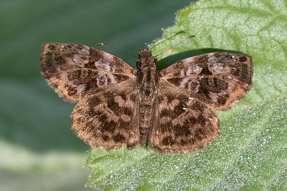 Gorgythion beggina escalophoides 1002