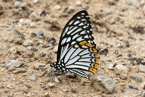 Chilasa clytia clytia -0874
