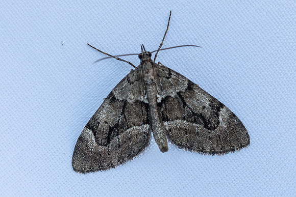 Epilobophora sabinata_2283