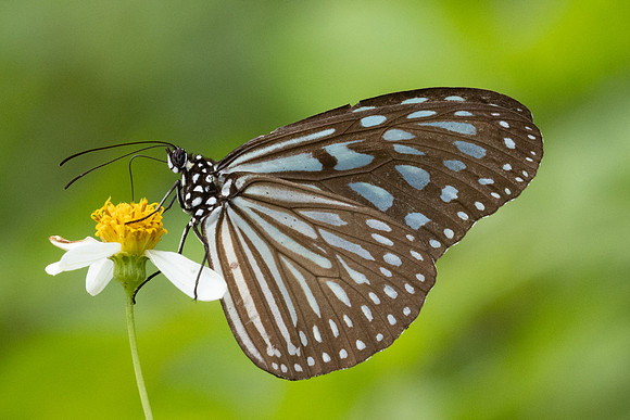 Ideopsis vulgaris-8306 - Sungai Chiling - 9/03/25