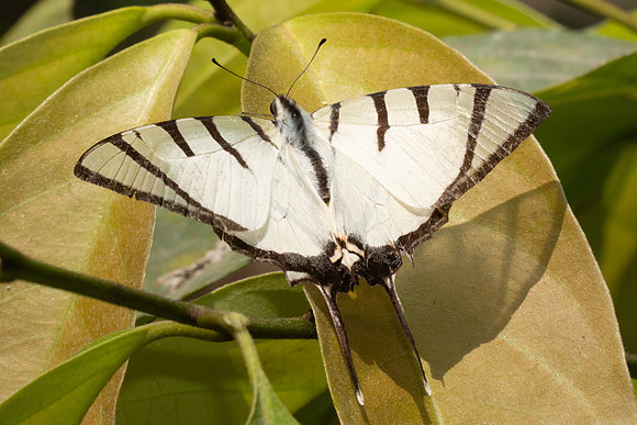 Graphium agetes agetes-3560- Doi Inthanon - 23/003/25