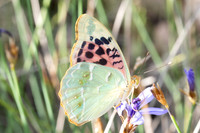 Argynnis pandora-8385