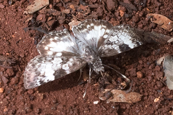Chiomara georgina-5756