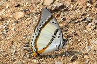 Polyura nepenthes-1092