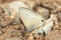 Nacaduba pactolus-1933