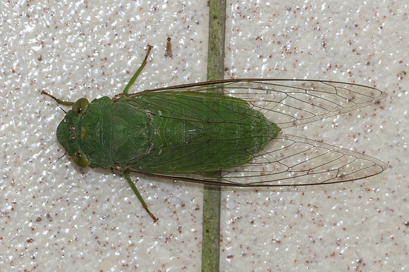 Insecte Malaisie-8329