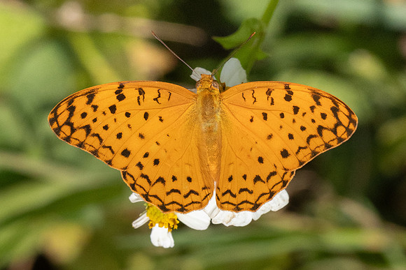 Phalanta phalantha phalantha-4754 - Doi Inthanon - 23/03/24