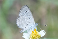 Zizeeria karsandra-9673 - Ayutthaya 23/03/23
