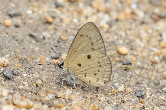 Una usta-0391