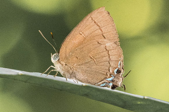 Remelana jangala-9387 - Koh Samui - 16/03/23