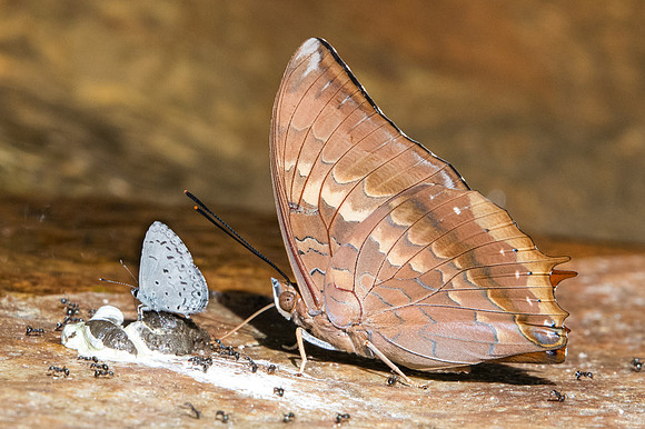 Charaxes bernardus- 0934 - Doi-Suthep - 13/11/23