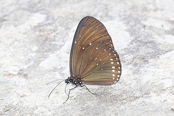 Euploea sylvester-6421 - Doi Suthep - 28/03/25