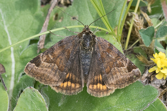 Euclidia glyphica-6906 - Cipières