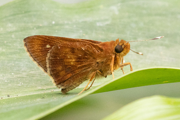 Zographetus ogygioides-2483