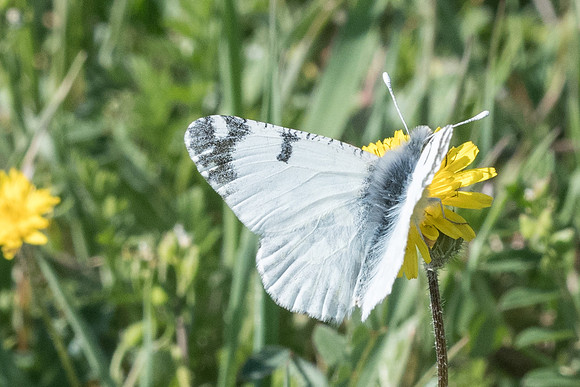 Euchloe ausonia-6163