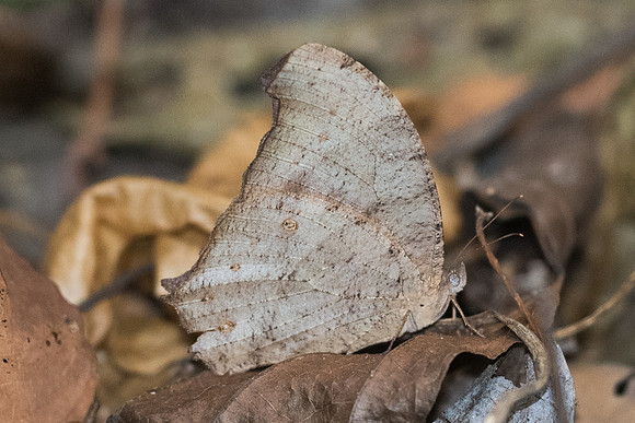 Melanitis leda leda-6036 - Doi-Suthep 10/03/23