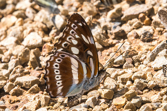 Limenitis asura asura-8443  - Chiang Dao - 14/11/23