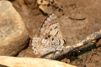 Niphanda asialis-1135- Chiang Dao - 17/03/25