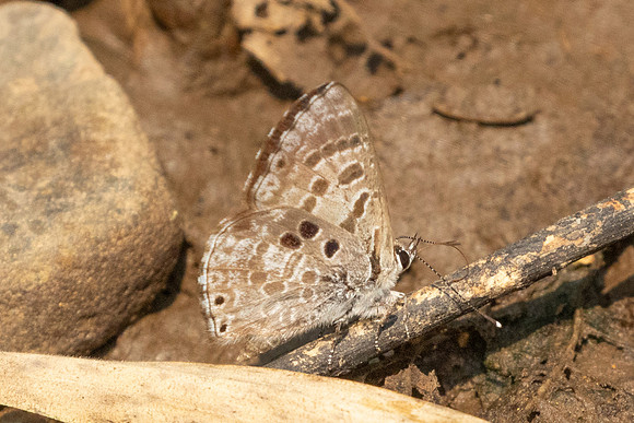 Niphanda asialis-1135- Chiang Dao - 17/03/25