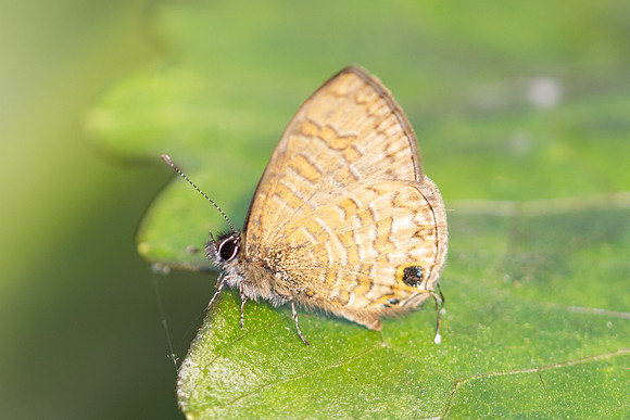 Prosotas nora-5349