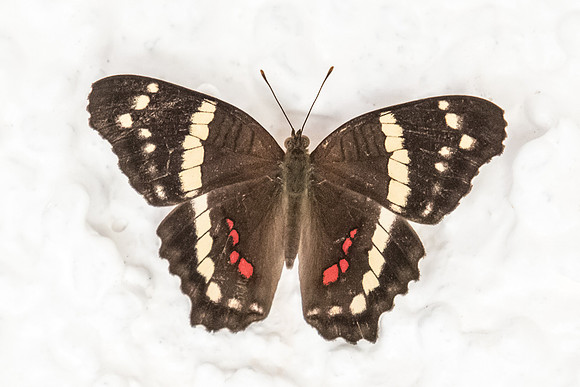 Anartia fatima-3361
