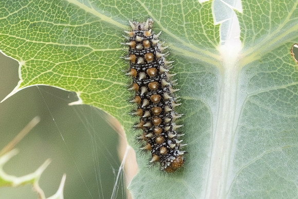 Chenille Melitaea parthenoides-0010