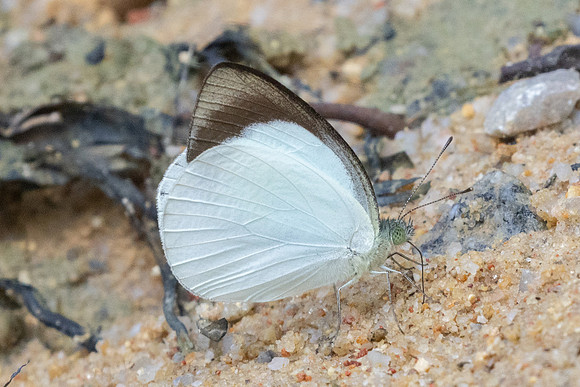 Phrissura cynis-9851