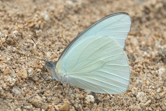 Glutophrissa drusilla-2380