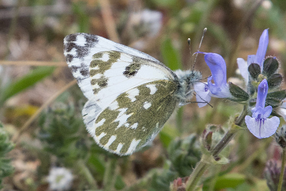 Pontia edusa-9845