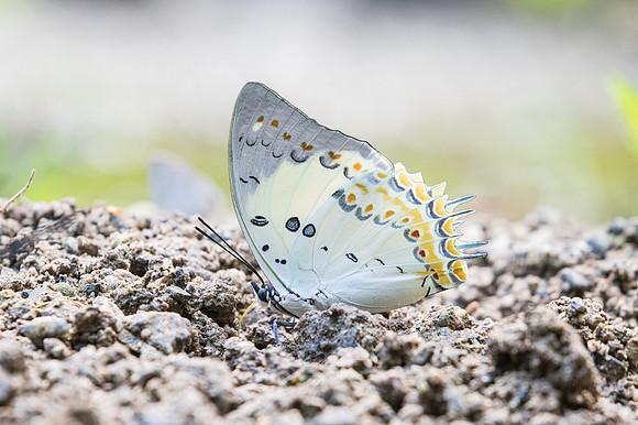 Polyura delphis-2250 - Chiang Dao - 15/11/23