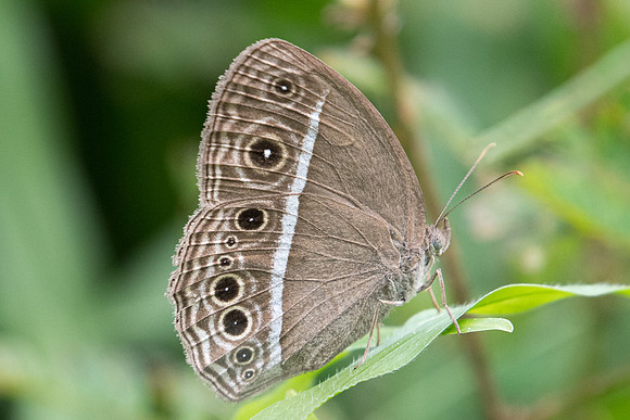 Mycalesis intermedia-5994 - Krabi - 24/11/23