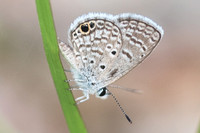 Hemiargus ceraunus-3622