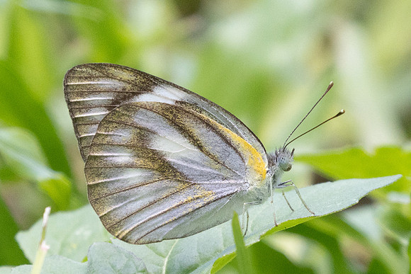 Appias libythea-9260