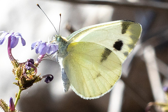 Pieris krueperi - 0899 - Antalya, Termessos - 16/09/24