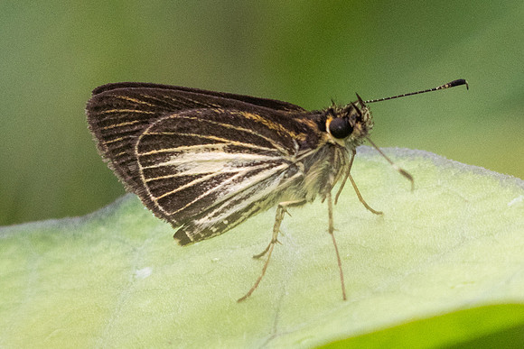 Callimormus radiola-5680