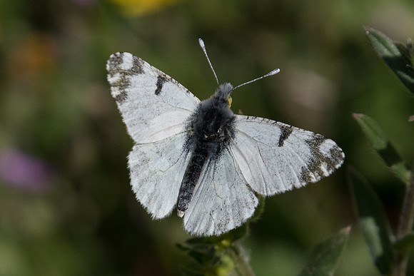 Euchloe ausonia - 1252 - Alexandroupoli - 9/04/22