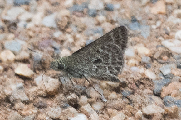 Aeromachus stigmata-1748 - Chiang Dao - 16/11/23