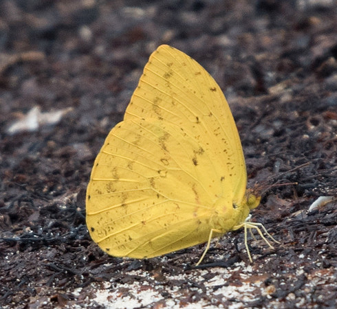 Phoebis argante-2455