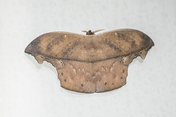Oxytenis naemia-Doradal - 10/05/24 - 0337