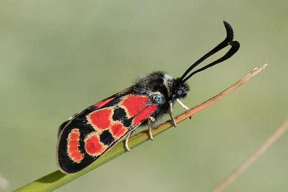 Zygaena carniolica ssp diniensis-0536 - Gréolières les neiges - 27/06/20
