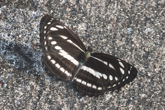 Neptis nata-0476 - Doi-Suthep - 13/11/23