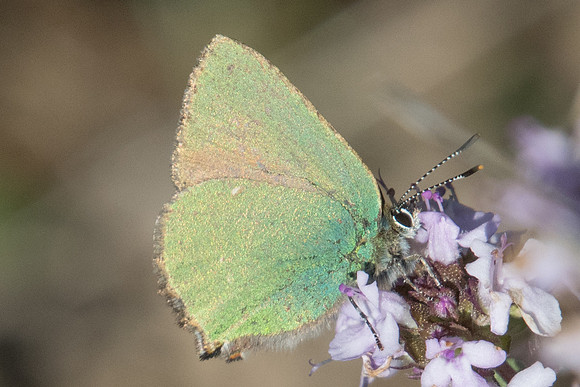 Callophrys rubi-0368 - Belgentier - 13/04/21