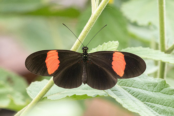 Heliconius erato id--3354