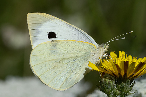 Pieris brassicae-9016 - Orly sur morin - 10/08/24