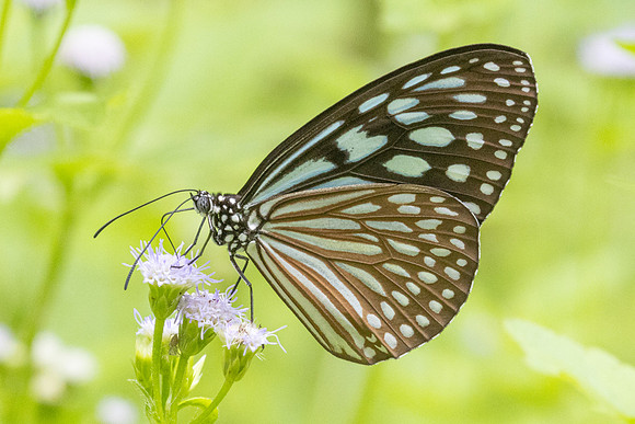 Ideopsis vulgaris-6857 - Sepang - 30/03/25