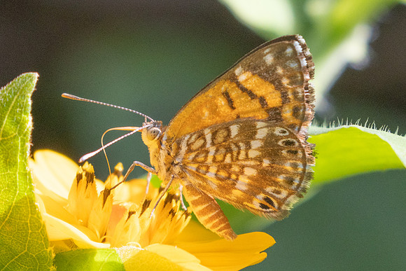 Aricoris erostratus-7903