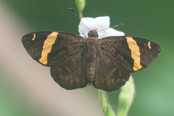 Celaenorrhinus aurivittatus id--9819 - Chiang Dao - 16/11/23