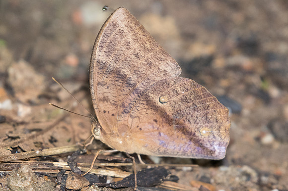Discophora sondaica-2422 - Chiang Dao - 15/11/23