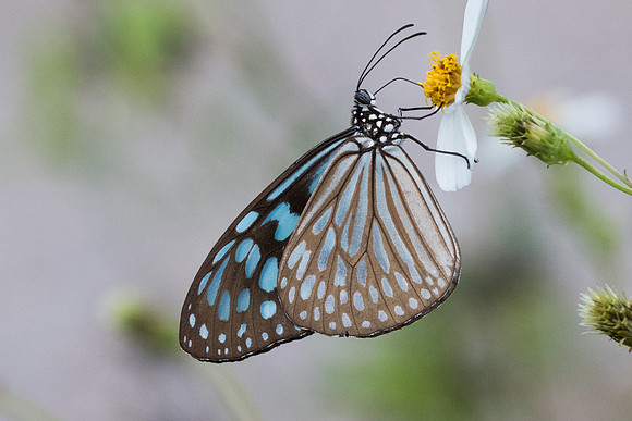 Ideopsis vulgaris macrina-6414 Krabi - 25/11/23