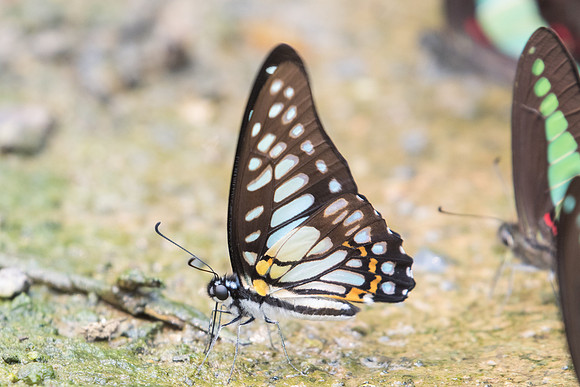 Graphium chironides chironides-2110- Chiang Dao  - 11/03/23